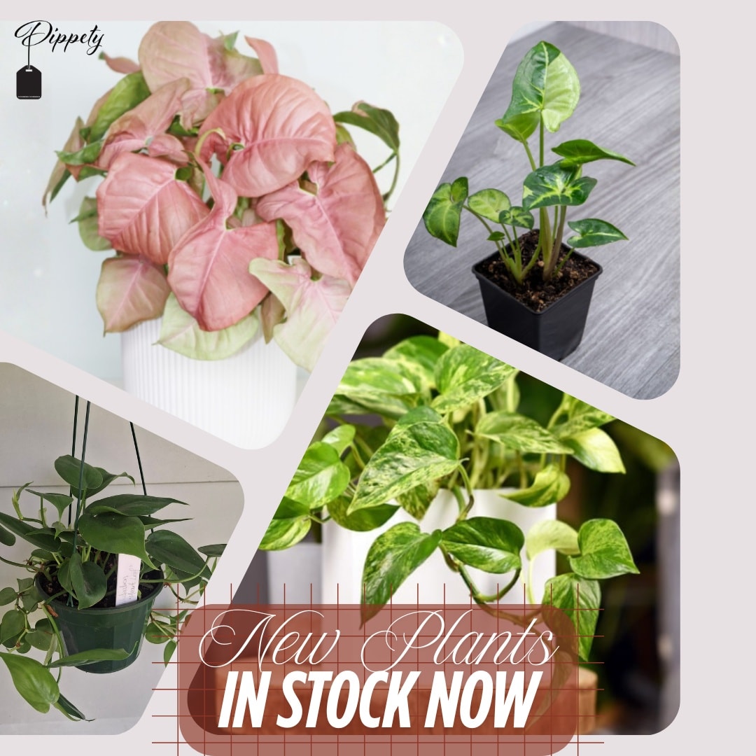 Add a splash of colour and life to your home with gorgeous new plants in stock now 🪴

#indoorplants #tropicalplants #exoticplants #plantparent