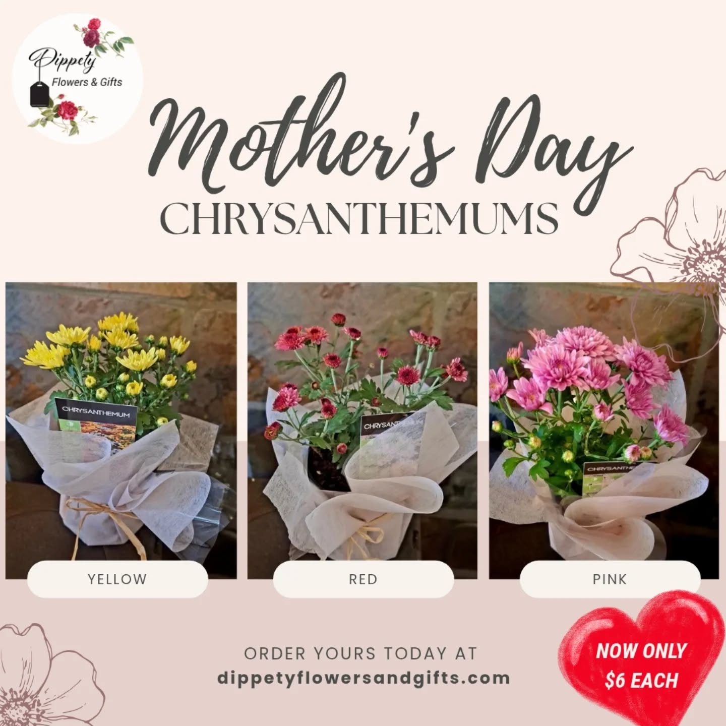 Beautiful Mother's Day chrysanthemum potted plants now on sale for only $6 each! 💐🪴❤️🎁💝

Hurry, only while stocks last.

Order yours for delivery or pick up today at:
https://dippetyflowersandgifts.com/product/chrysanthemum-potted-plant-140mm/

#mothersdaygifts #pottedplants #chrysanthemum