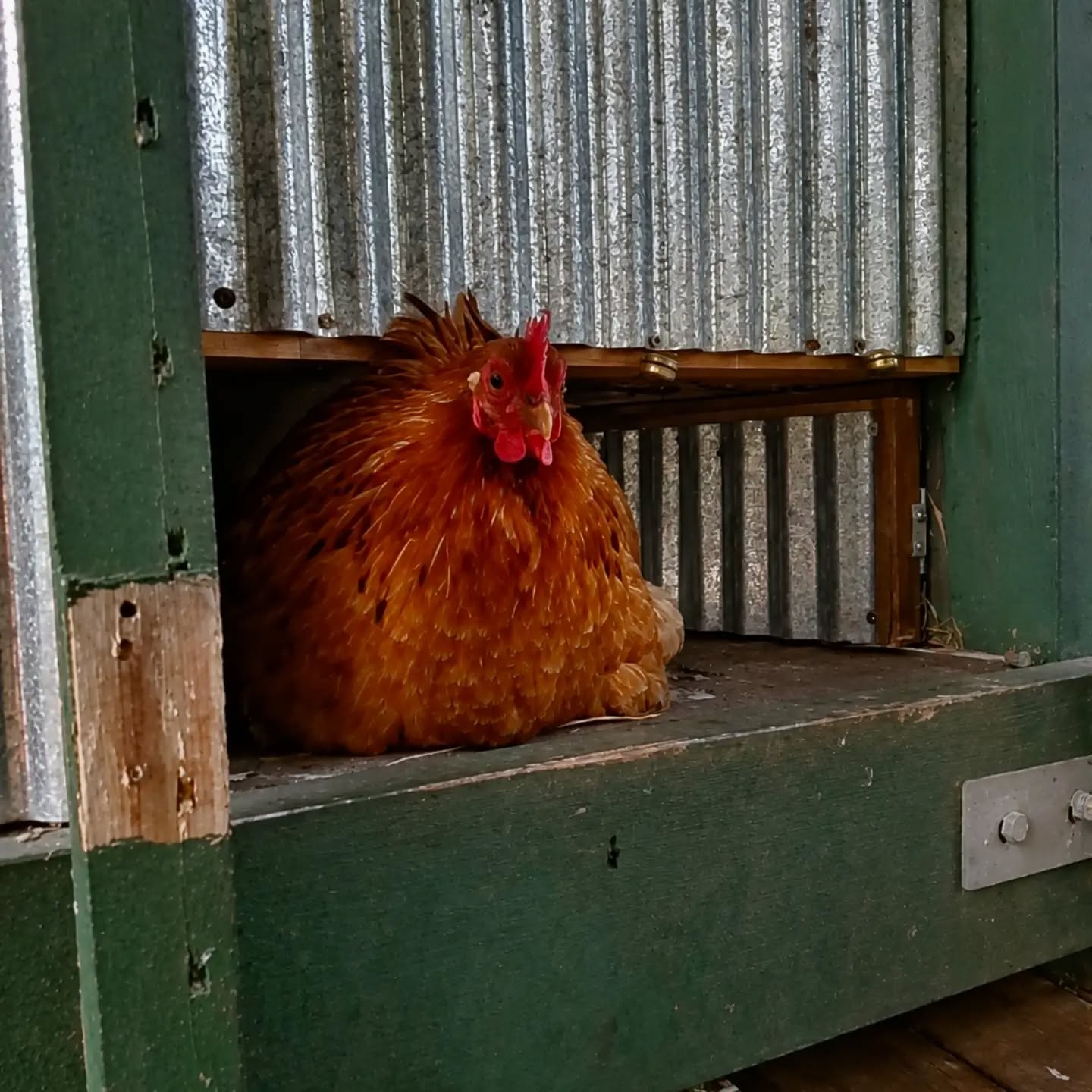 Our Beautiful Girl Up Early 😘🌄🐔
Well as they say, the early bird gets the worm 🪱🐛🤣

#pekinchicken #fluffball #earlybird