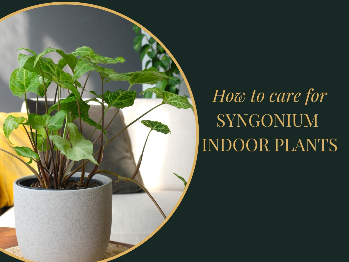 Caring For Your Syngonium Potted Plant