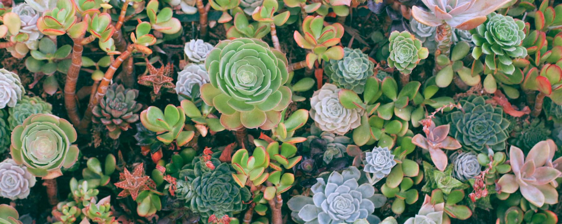Caring for Succulents