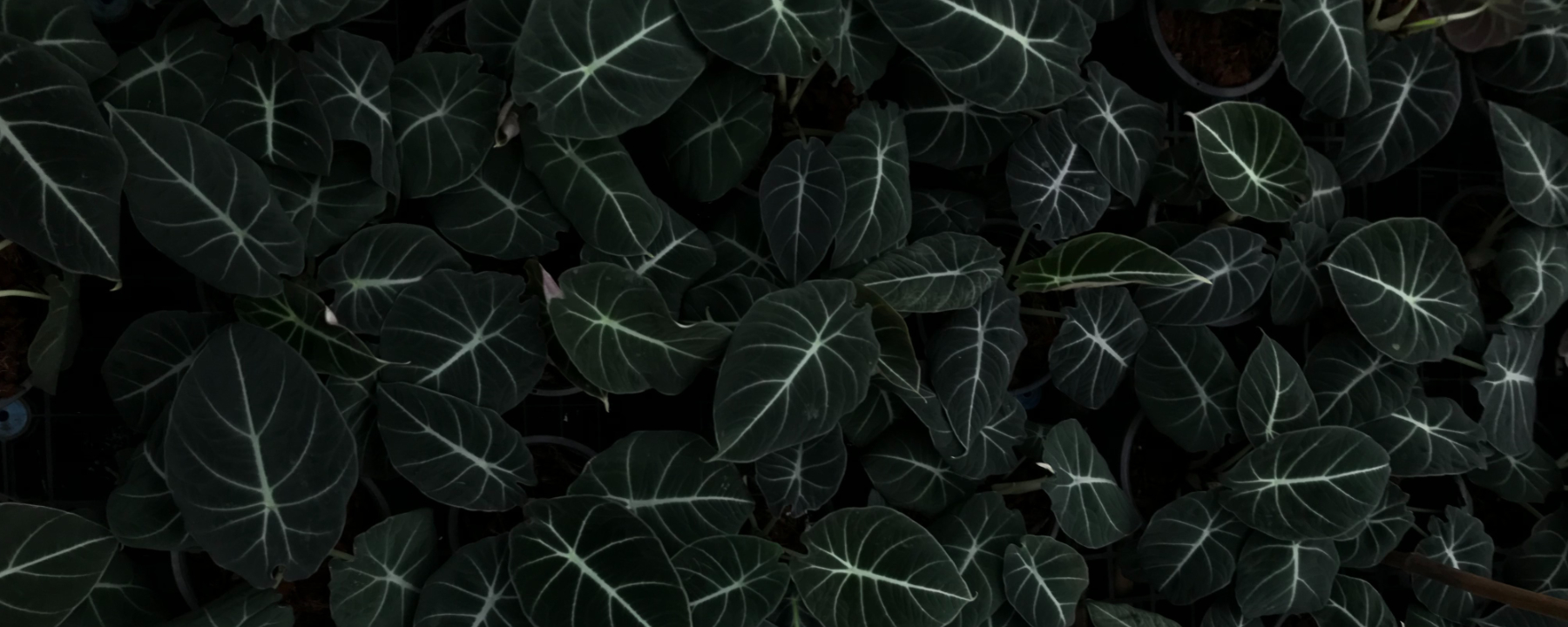 The Alien World of Indoor Alocasia Plants