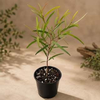 🌿 NEW IN STOCK — Eucalyptus crebra (Narrow-leaved Ironbark)🌿

Beautiful Eucalyptus crebra potted plants have just arrived! Also known as Narrow-leaved Ironbark, this stunning Australian native is loved for its slender grey-green foliage, hardy nature, and classic eucalyptus scent. ✨

Eucalyptus crebra is a strong upright grower that naturally develops into a striking feature tree over time, making it perfect for larger gardens, native landscapes, wildlife gardens, or feature pots while young.

☀️ Loves full sun
💧 Drought tolerant once established
🌱 Prefers well-draining soil
🐝 Great for attracting bees & native wildlife
🇦🇺 Tough Australian native species

These plants are low-maintenance, resilient, and beautifully architectural. They are perfect for anyone wanting to add a touch of native Australian beauty to their space.

Limited stock available. Order online today at dippetyflowersandgifts.com 🌿

#australiannativegarden #australiannativeplants