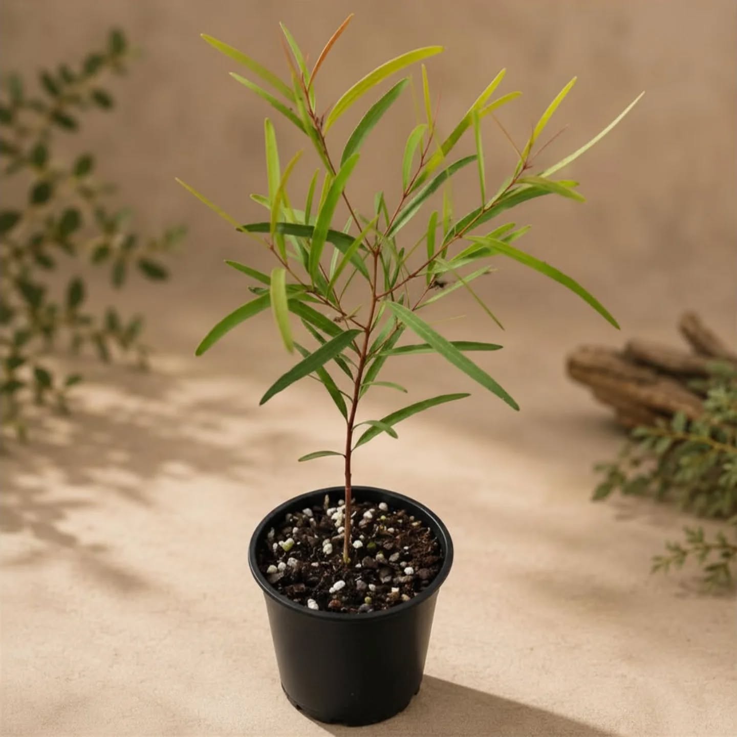 🌿 NEW IN STOCK — Eucalyptus crebra (Narrow-leaved Ironbark)🌿

Beautiful Eucalyptus crebra potted plants have just arrived! Also known as Narrow-leaved Ironbark, this stunning Australian native is loved for its slender grey-green foliage, hardy nature, and classic eucalyptus scent. ✨

Eucalyptus crebra is a strong upright grower that naturally develops into a striking feature tree over time, making it perfect for larger gardens, native landscapes, wildlife gardens, or feature pots while young.

☀️ Loves full sun
💧 Drought tolerant once established
🌱 Prefers well-draining soil
🐝 Great for attracting bees & native wildlife
🇦🇺 Tough Australian native species

These plants are low-maintenance, resilient, and beautifully architectural. They are perfect for anyone wanting to add a touch of native Australian beauty to their space.

Limited stock available. Order online today at dippetyflowersandgifts.com 🌿

#australiannativegarden #australiannativeplants