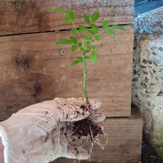 So rewarding to be potting up these healthy Ispahan Rose cuttings! Can't wait to see their beautiful blooms one day 😊❤️🌹

#heritageroses #propagationsuccess #pottinguptime