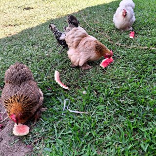 Cold watermelon 🍉 & ice cubes 🧊 in their water is a great way to keep your chickens cool during hot summer days.

#chickencaretips #summertreats #chickenlife