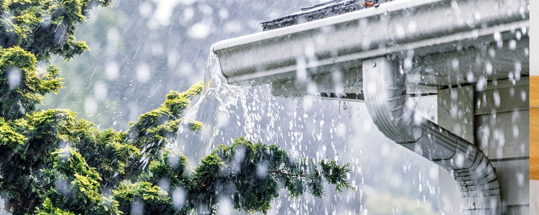 Summer plant care during our stormy summers